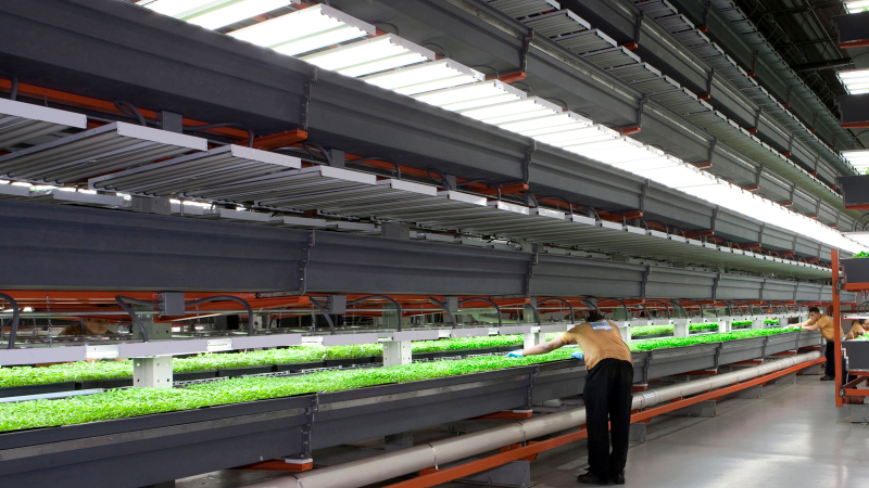 Illustration for article titled 14 High-Tech Farms Where Veggies Grow Indoors